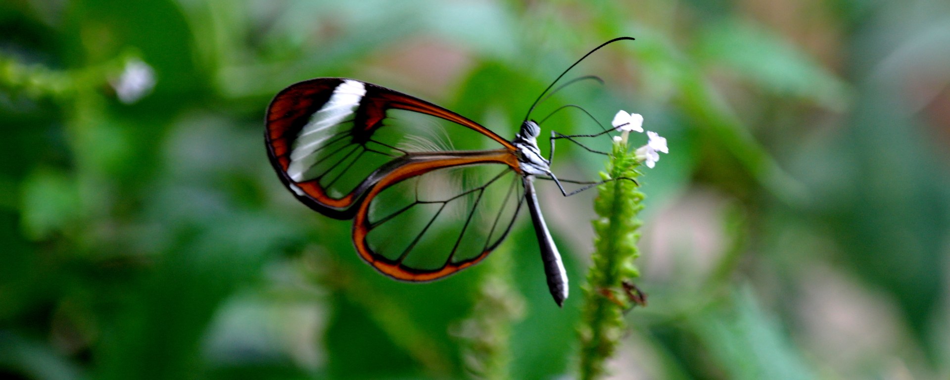 Digital Strategist Transformation Agent