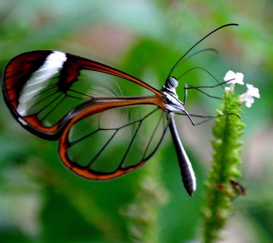 Digital Strategist Transformation Agent