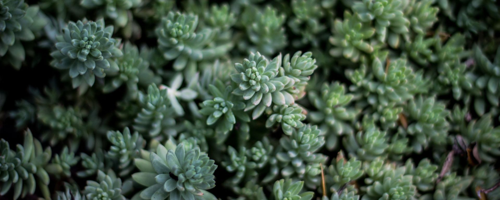 Global Digital Strategy