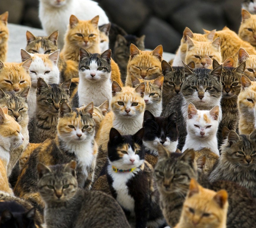 Herding Cats